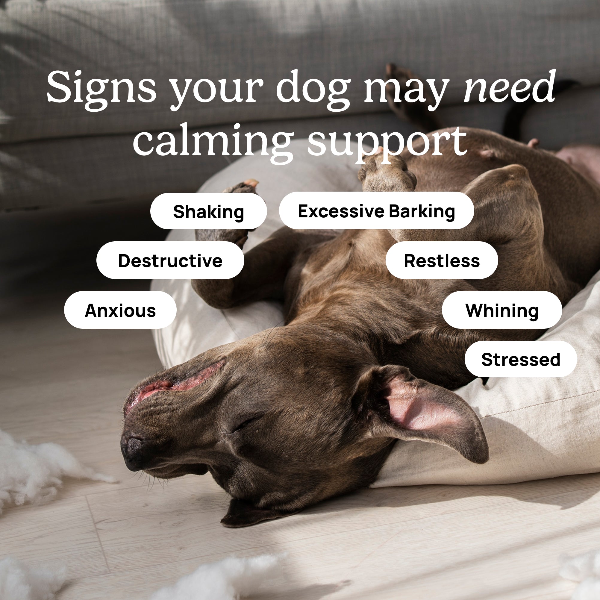 Calming Chews