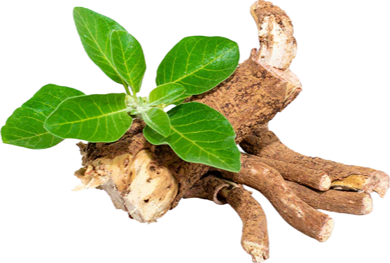 Ashwagandha
