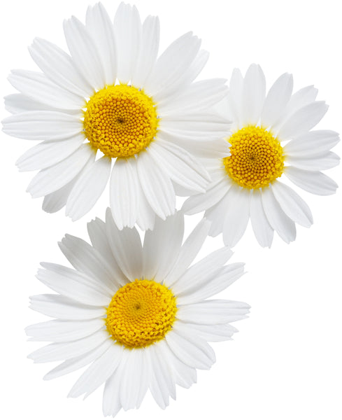 Organic Chamomile