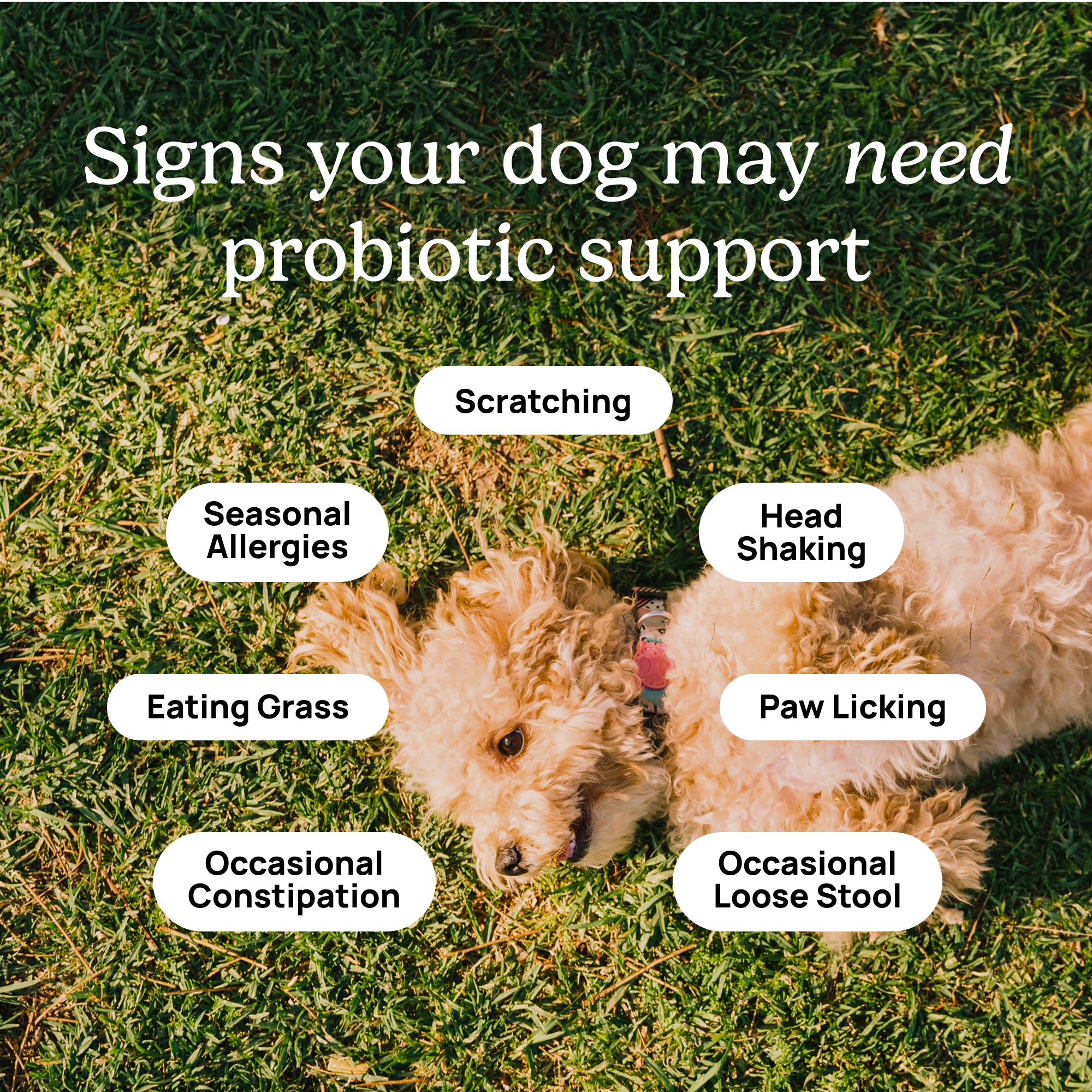 Pre & Probiotic Chews